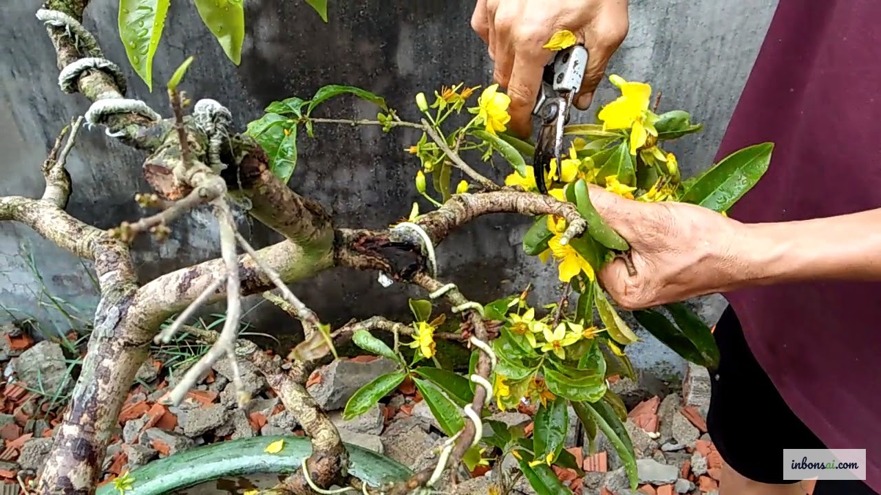 Dùng kéo cắt sắc bén để xả tàn mai vàng — vết cắt gọn giúp cây mau liền sẹo