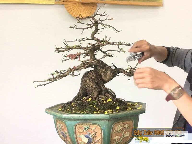Kỹ thuật xả tàn mai vàng sau tết — cắt đúng vị trí trên đốt cành