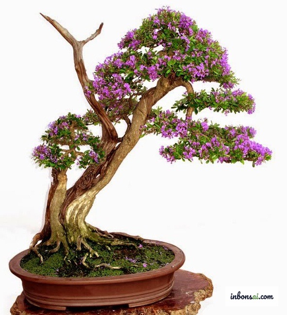 Chậu bonsai linh sam đất khô chờ xiết nước