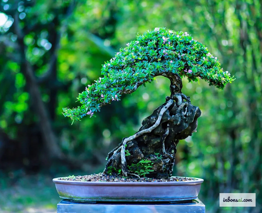 Cây linh sam bonsai khỏe mạnh trong chậu trước khi xiết nước