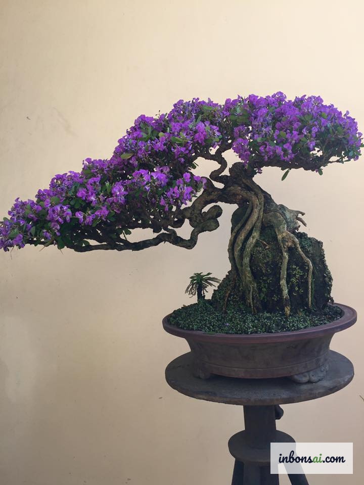 Hoa tím linh sam nở rộ đồng loạt phủ kín tán cây