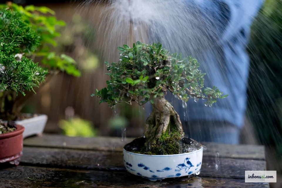 Tưới nước cho cây bonsai đúng kỹ thuật sau giai đoạn xiết nước