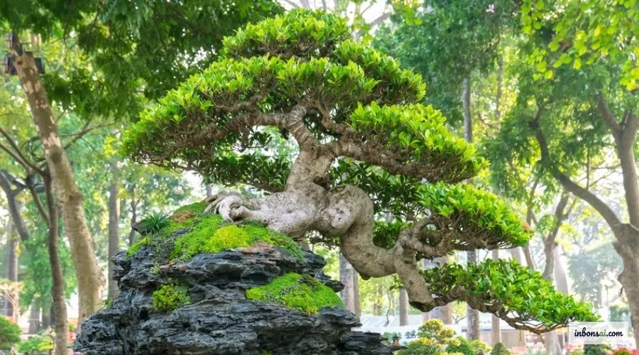 根系沿石面生长延伸的根抱石盆景,展示经典的石附盆景造型