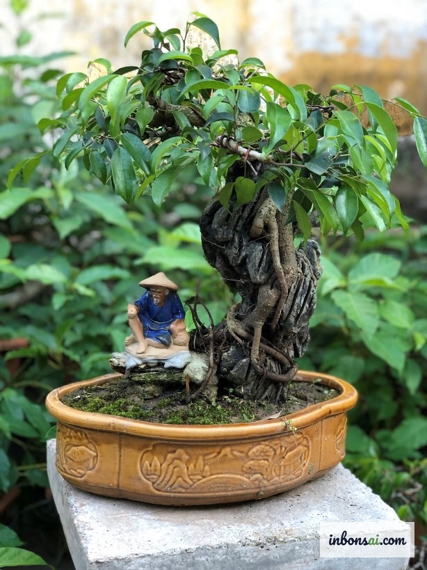 アルミ線で根を石に固定する石付き盆栽の制作工程