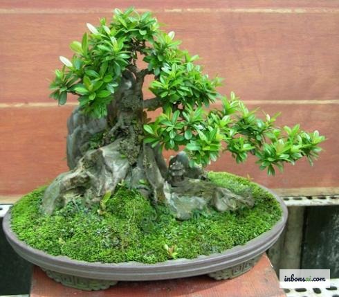 浅い訓練鉢に植えられた石付き盆栽と周囲の土と苔