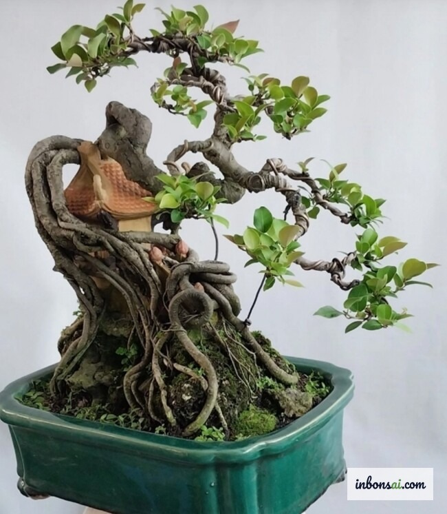 根張りが強く石付きに適したガジュマル(フィクス)の盆栽