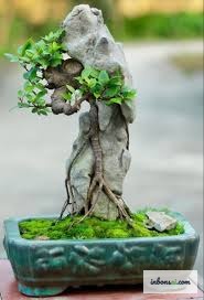 健全な根の発育と活着を示すクローズアップ画像