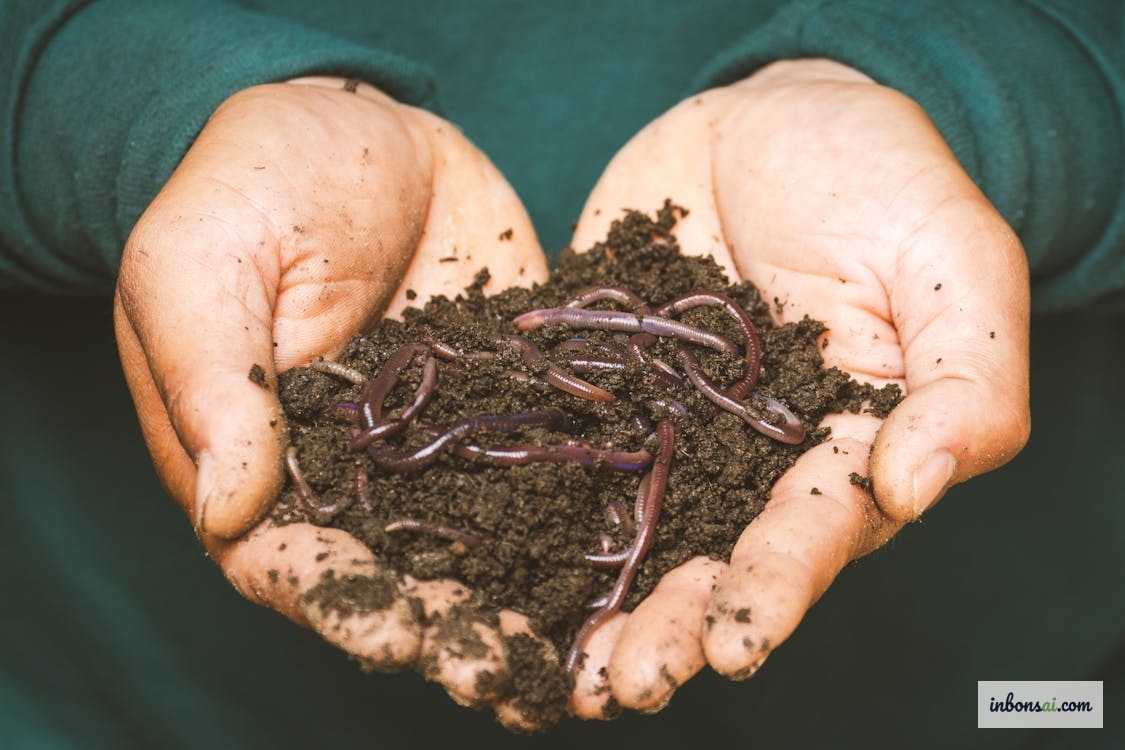 手の上の元気なミミズと豊かな黒褐色のバーミコンポスト土