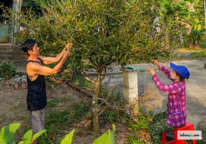 Leaf stripping technique on mai vang to precisely control Tet bloom timing
