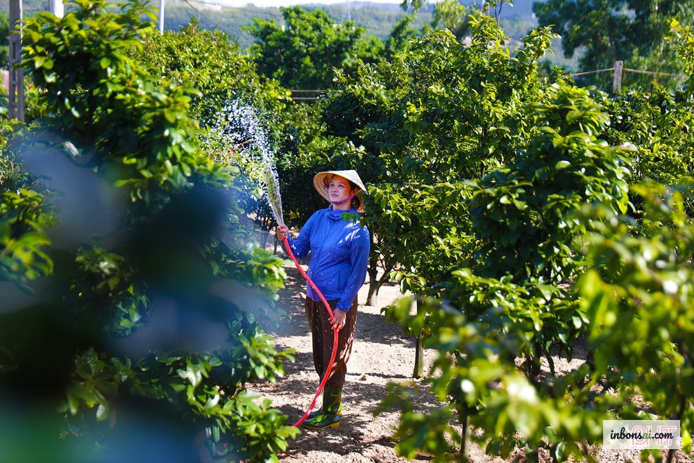 Mai vang summer care — adequate watering and shade are essential
