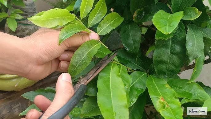 Pot drainage is critical during the rainy season to prevent mai vang root rot