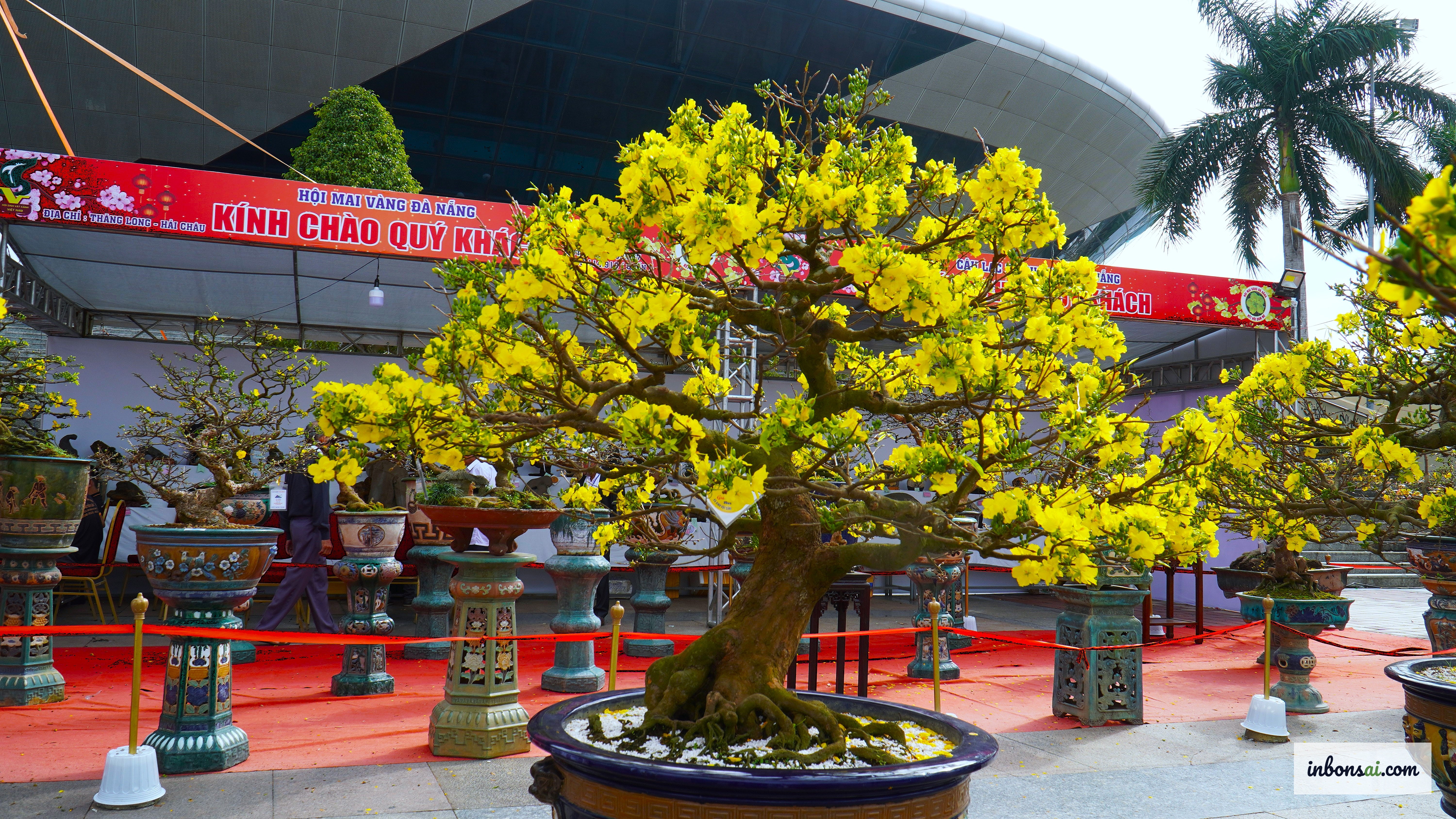 Complete mai vang care calendar covering all 12 months of the year