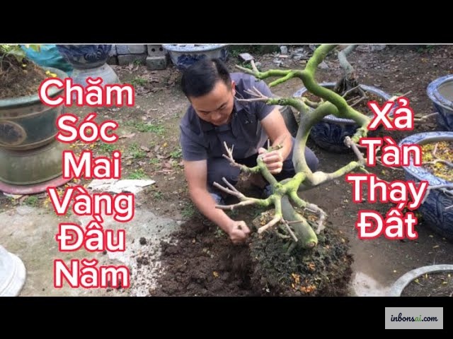 Mai vang after Tet needs immediate recovery care — pruning and fertilizing