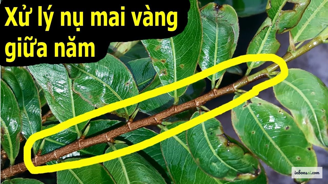 Mai vang flower buds forming need high-potassium phosphorus fertilizer to develop fully