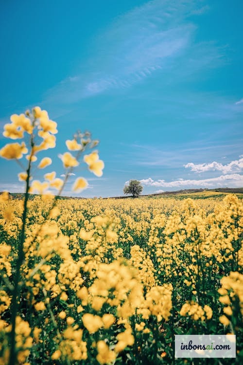 テト前に蕾が充実したマイヴァン — 11〜12月の管理