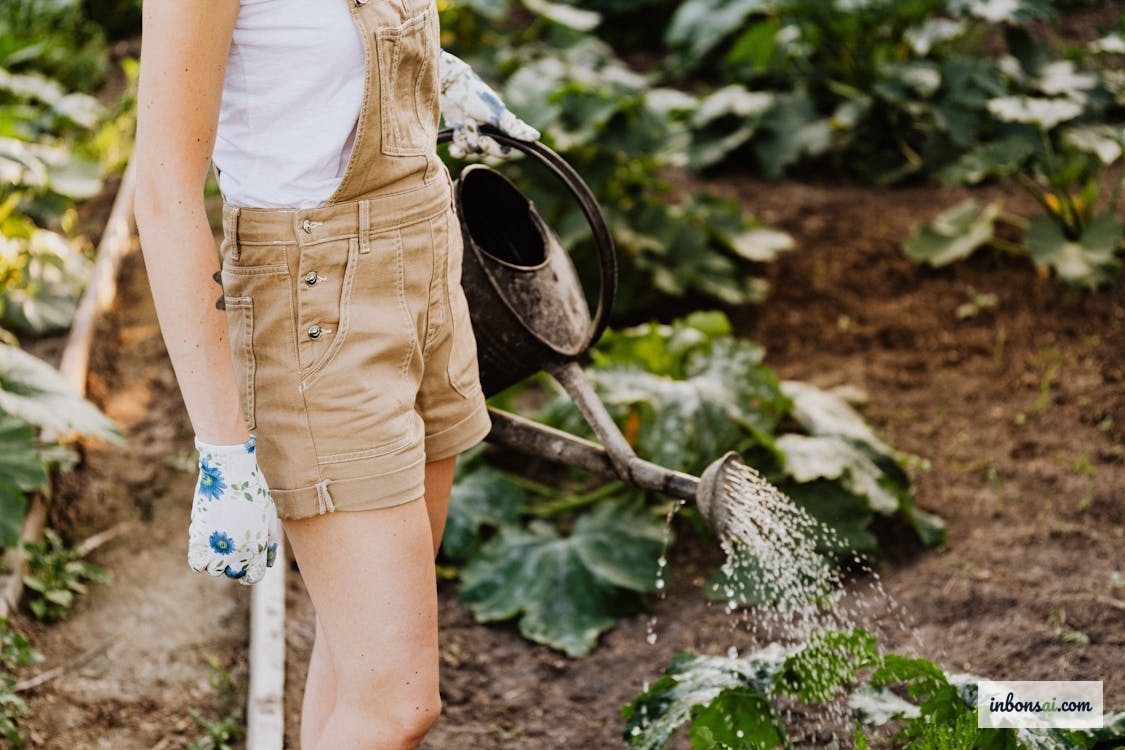 夏の暑さの中でのマイヴァンの正しい水やり