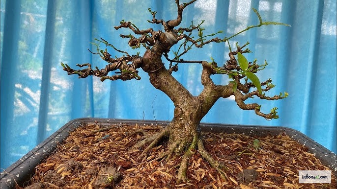Người mới chăm sóc bonsai đang tưới nước cho cây trong chậu gốm