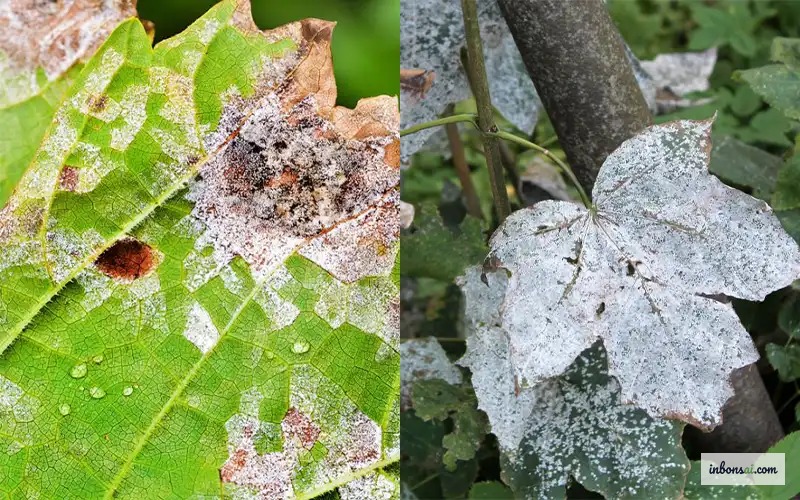 Lá bonsai bị đốm bệnh nấm trên nền trắng