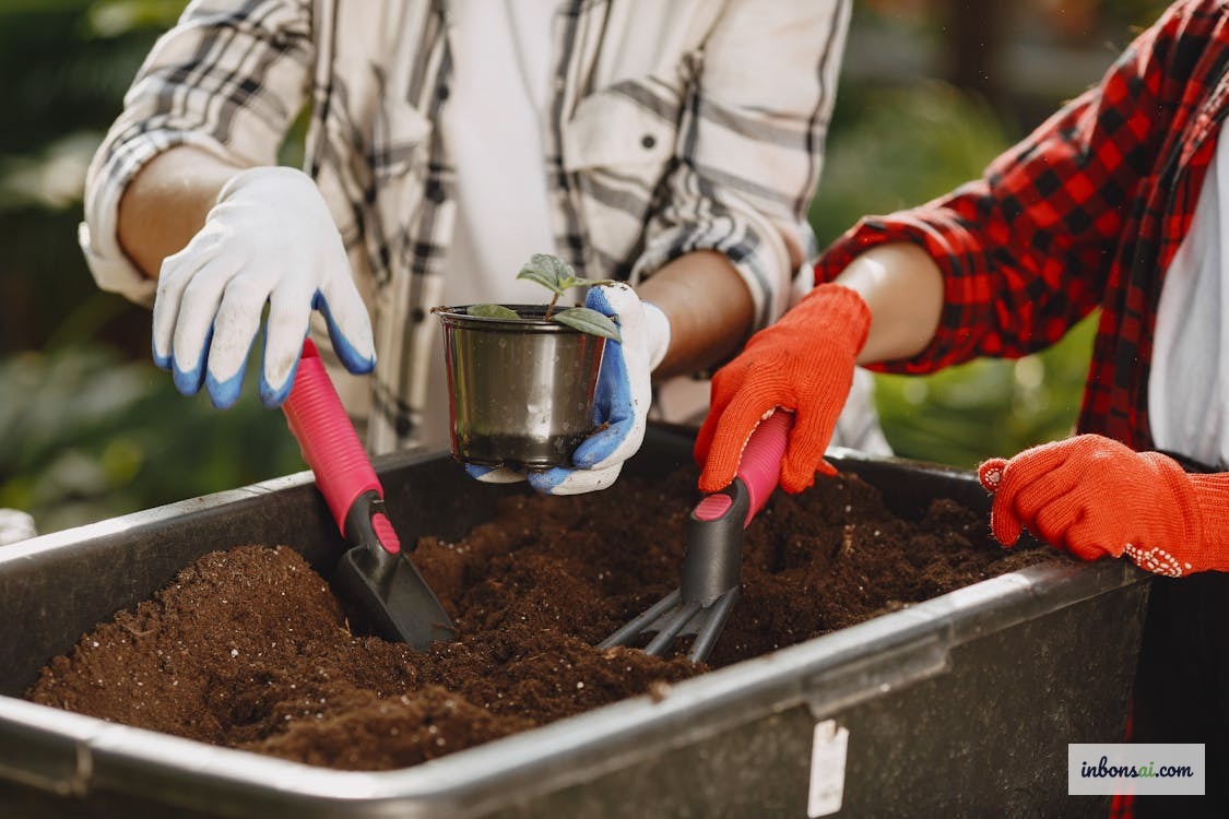 Hỗn hợp đất bonsai gồm akadama pumice và đất núi lửa
