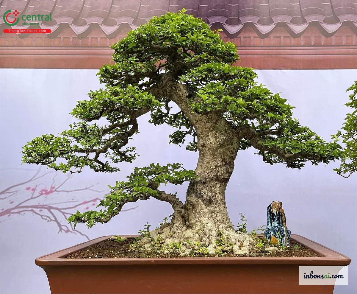 専用の盆栽ハサミでマイチューティー盆栽を剪定・整形する様子