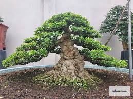 マイチューティー盆栽の葉を詳しく観察して早期に病害虫を発見する