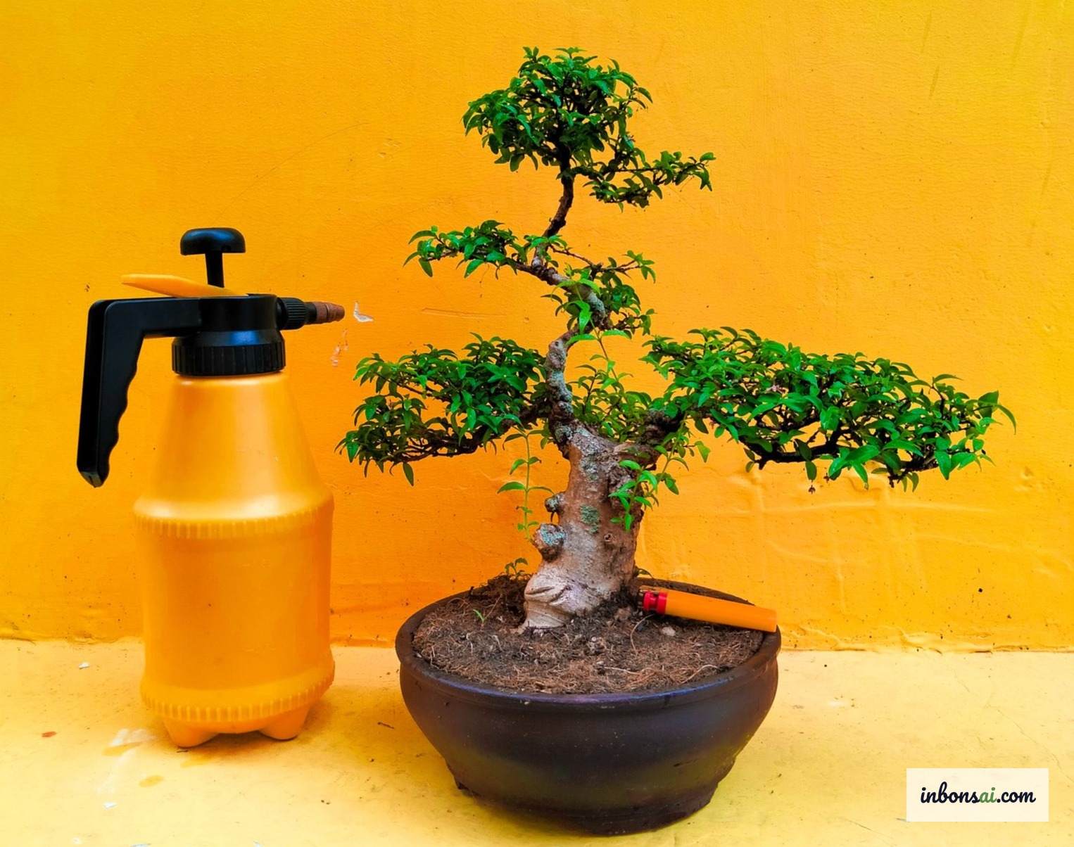 陶瓷盆中盛开纯白星形小花的水梅迷你盆景