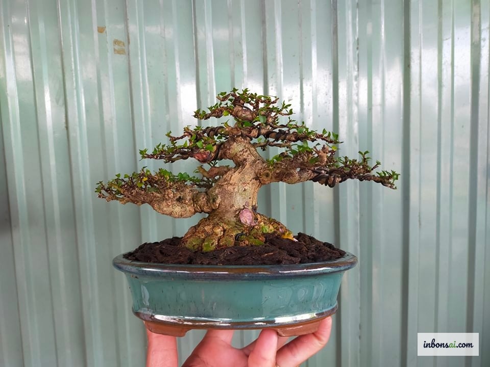 マイチューティーの挿し木で盆栽を増やす方法