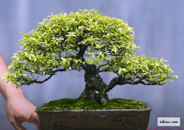 小さな如雨露でマイチューティー盆栽に水やりをする様子