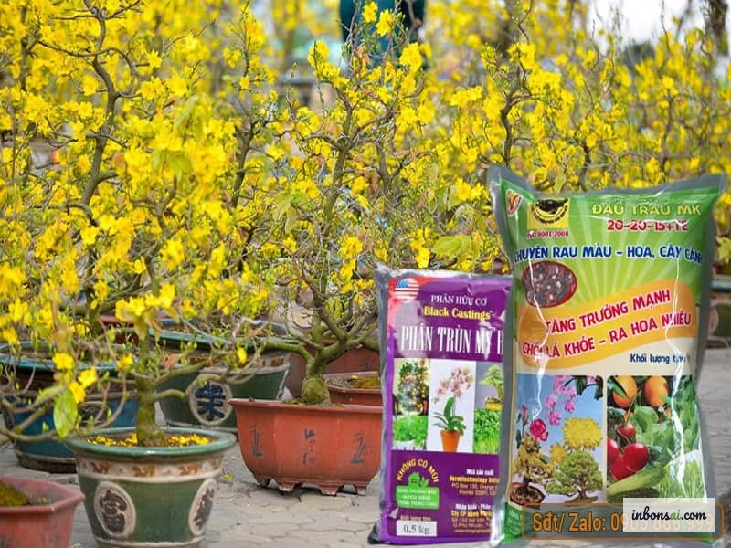 梅盆栽への均衡のとれたNPK施肥