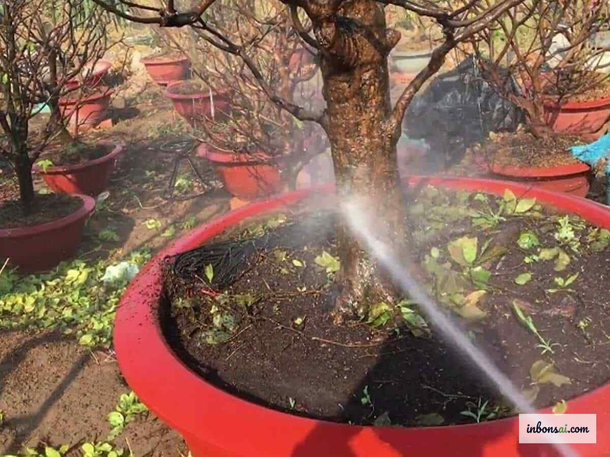 梅盆栽の水やり前に土の湿度を確認する