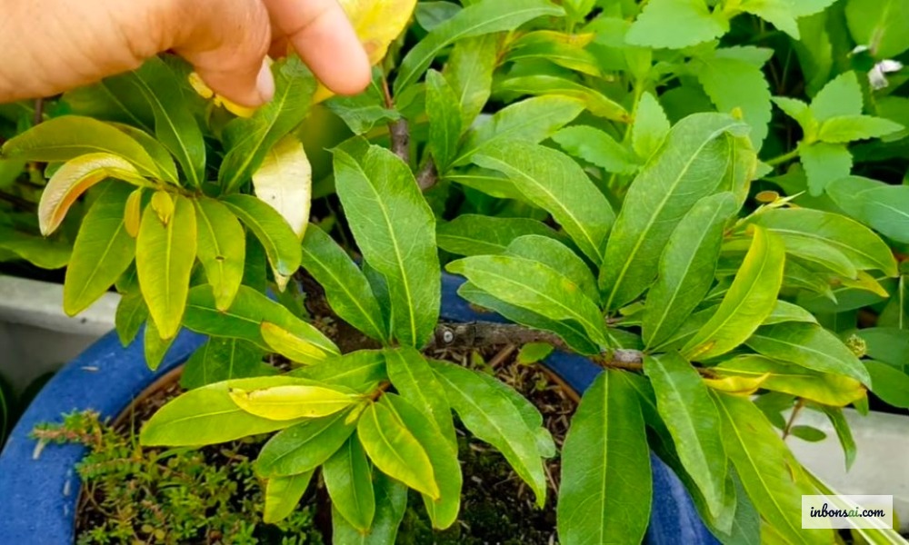 Yellow leaves on an apricot bonsai tree with diagnosis guide