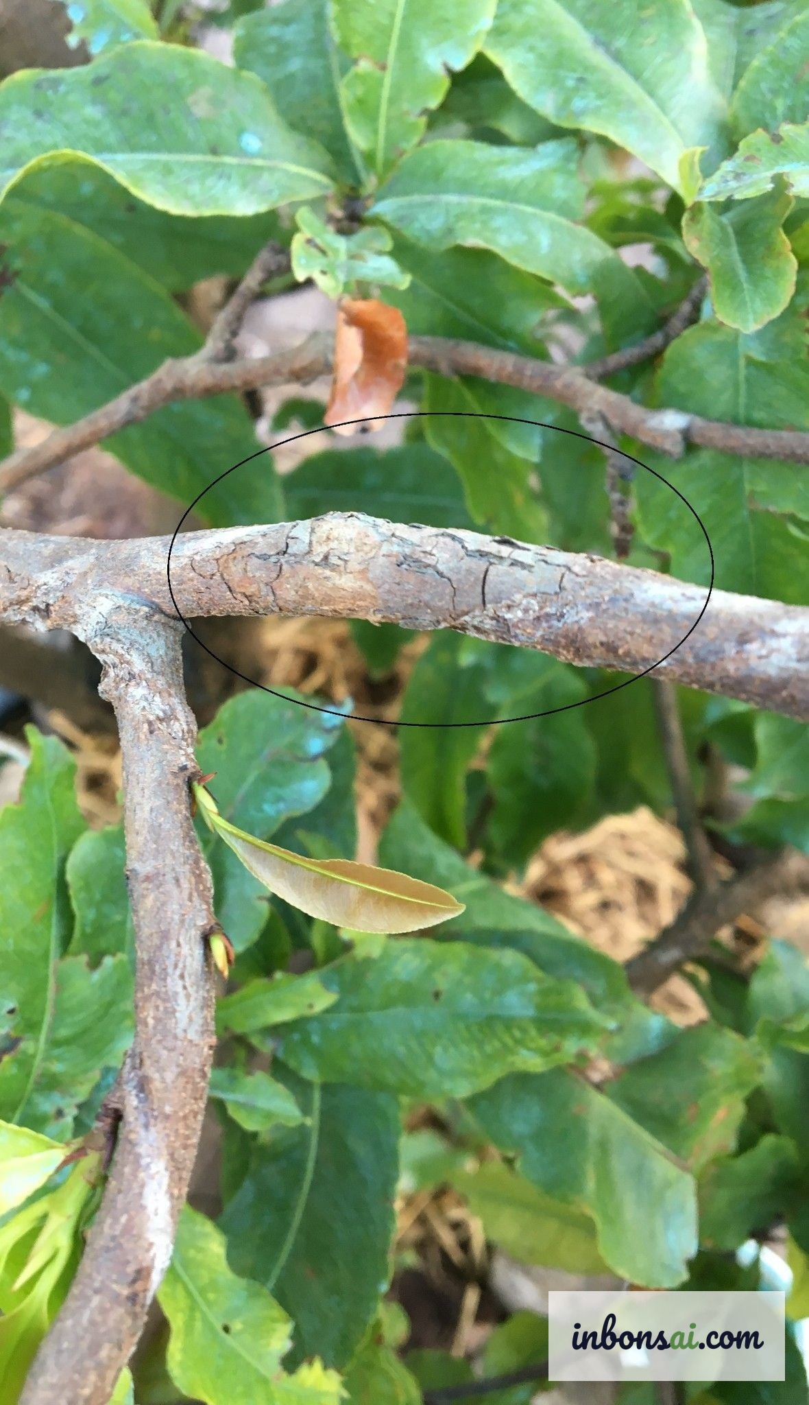 梅盆栽の葉に見られる一般的な真菌病