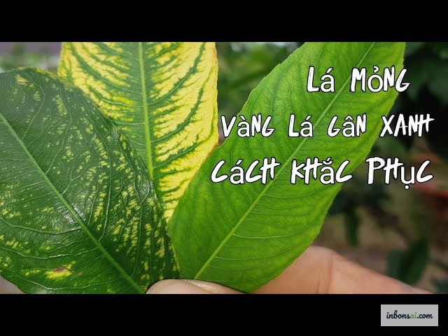 梅盆栽の鉄欠乏による葉脈間黄化の症状