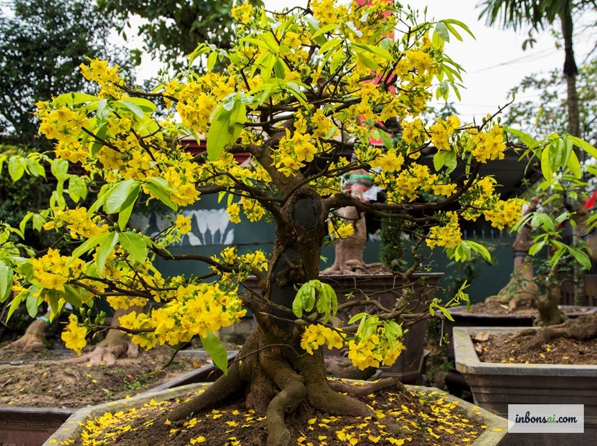 对造型后的黄梅盆景进行适当浇水养护