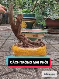 为打造直立树形盆景选择合适的黄梅素材