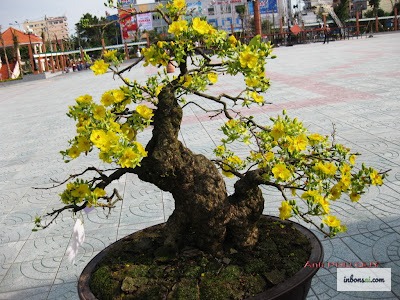 黄梅盆景直立树形造型中缠绕铝线的操作技术