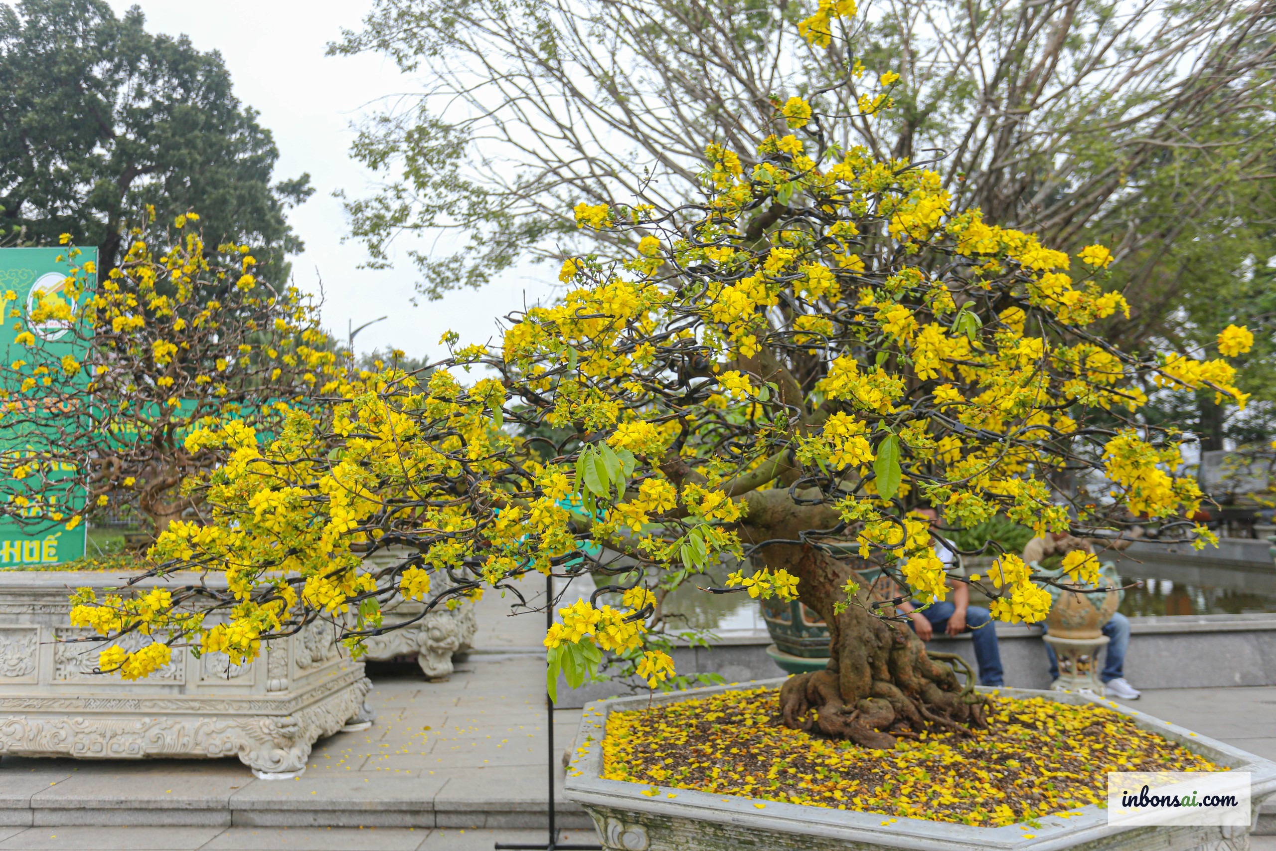 直立树形的黄梅盆景，主干挺拔向上，造型优雅大气
