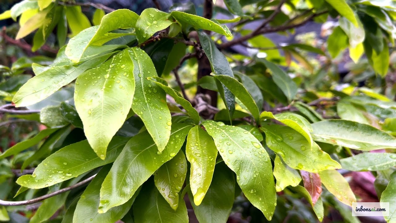 雨中的盆景 — 夏季是树干发育最快的时期