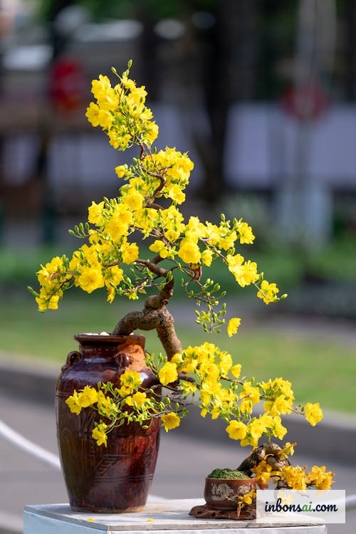 黄色花朵盛开的黄梅盆景