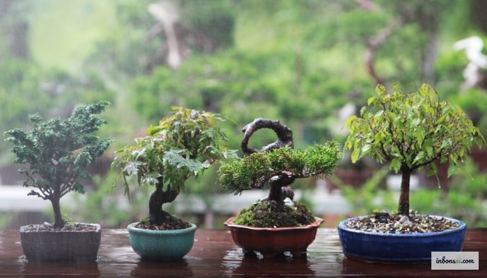 手入れの行き届いた家庭の庭で生き生きと育つ観葉植物