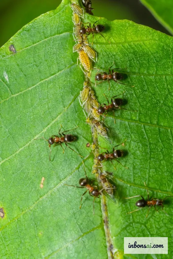 Mieren op een plantenstengel, aangetrokken door de honingdauw van bladluizen