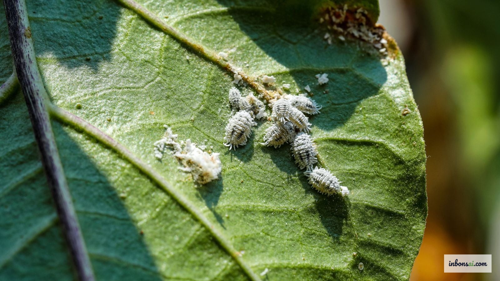 Close-up van schild-/wolluis op een blad