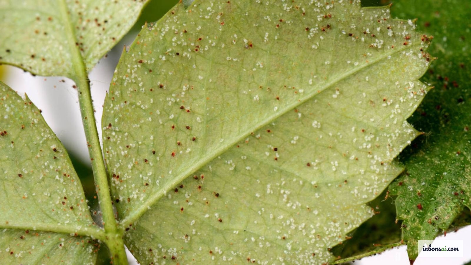 Close-up van spintmijtschade op een bonsaiblad