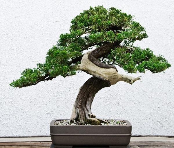 Pequeno bonsai em vaso branco que precisa de inspeção regular contra pragas
