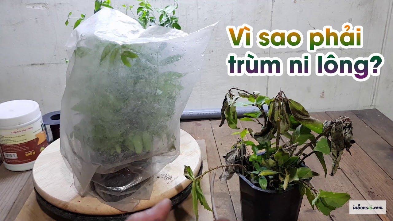 Kỹ thuật chiết cành bonsai bằng rêu sphagnum bọc túi ni-lon