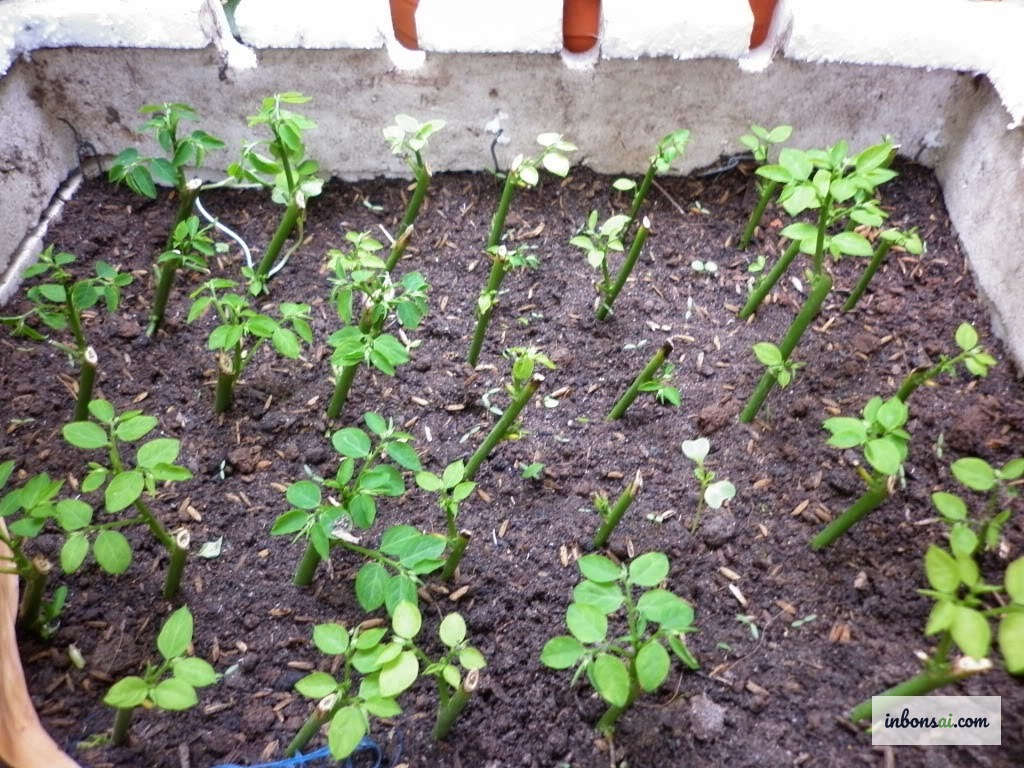 Kỹ thuật nhân giống cây muội hồng bằng giâm cành và chiết cành tại nhà