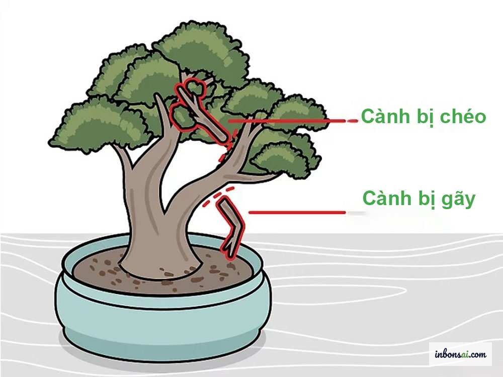 Cắt cành giâm cây bonsai đúng kỹ thuật với góc cắt nghiêng 45 độ