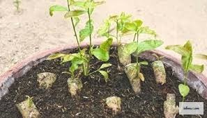 Cây con sau giâm cành cần được chăm sóc cẩn thận trong giai đoạn đầu