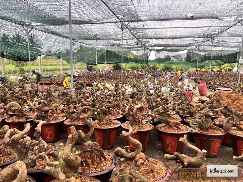 盆栽梅树 — 购买前请仔细检查树干