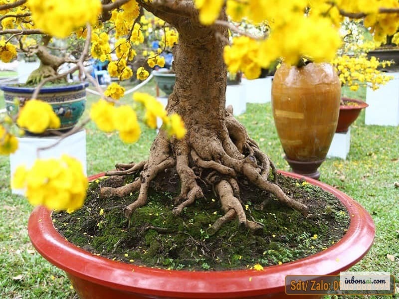 盆栽松树根基展示 — 根系是重要的诊断区域